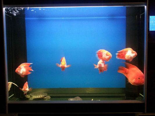 龍魚和財神能養在一起么，龍魚和財神魚可以一起養但需要確保魚缸的大小和裝飾與龍魚相稱