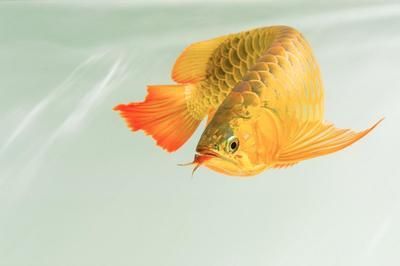 如何選擇紅龍魚水族箱背景墻：在選擇紅龍魚水族箱背景墻時(shí)
