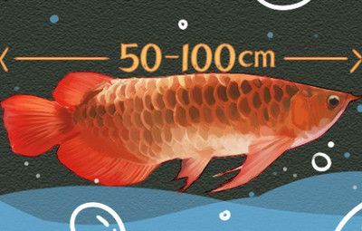如何選擇紅龍魚水族箱背景墻：在選擇紅龍魚水族箱背景墻時(shí)
