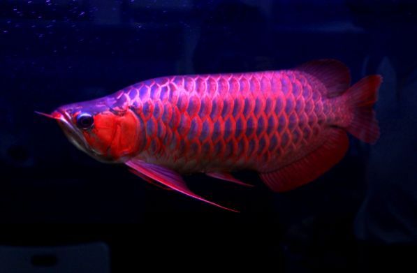 鑒別紅龍魚的品質好壞可以從以下幾個方面進行考慮：如何鑒別紅龍魚的品質好壞