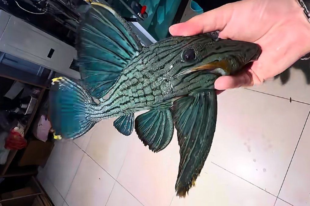 綠皮皇冠豹最經典三個顏色