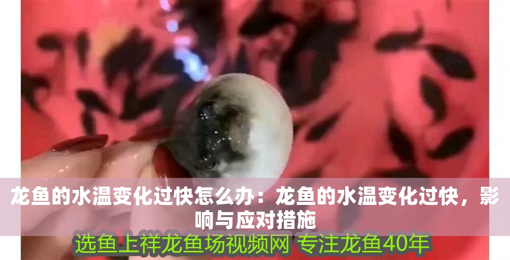 龍魚的水溫變化過快怎么辦：龍魚的水溫變化過快，影響與應對措施