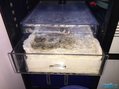 龍魚缸滴流過濾設計圖：龍魚缸滴流過濾系統設計圖龍魚缸滴流過濾設計圖
