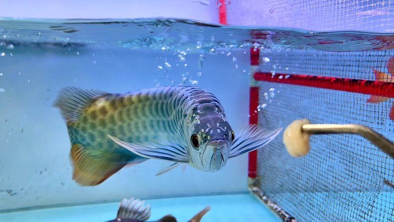 紅龍魚與金龍魚哪個好養活些