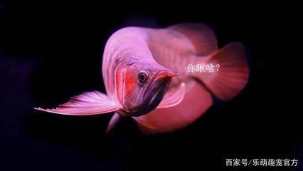 養(yǎng)龍魚晚上要開小夜燈嗎（關(guān)于養(yǎng)龍魚晚上是否需要開小夜燈，不同的養(yǎng)魚人士有不同的看法和實(shí)踐經(jīng)驗(yàn)）