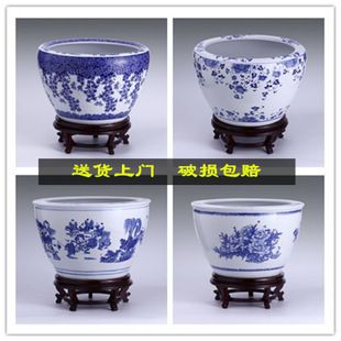 給龍魚起什么名才好聽點（如何給龍魚取好聽的名字）