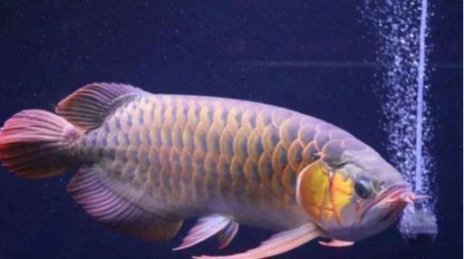 龍魚一直張嘴游來游去會不會掛
