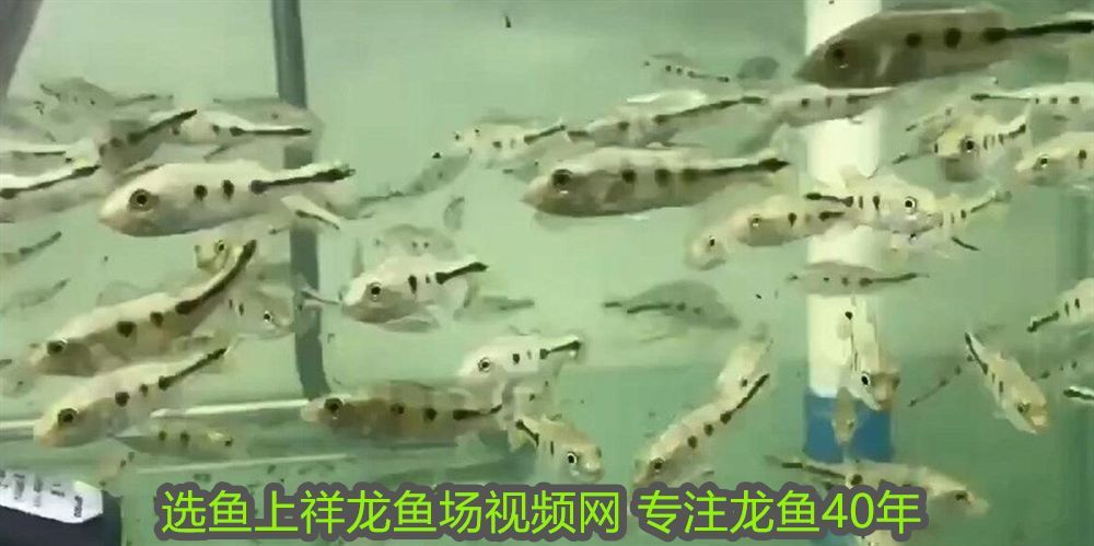 龍魚水霉可以下黃粉嗎視頻：龍魚水霉可以下黃粉嗎？科學治療與預防指南