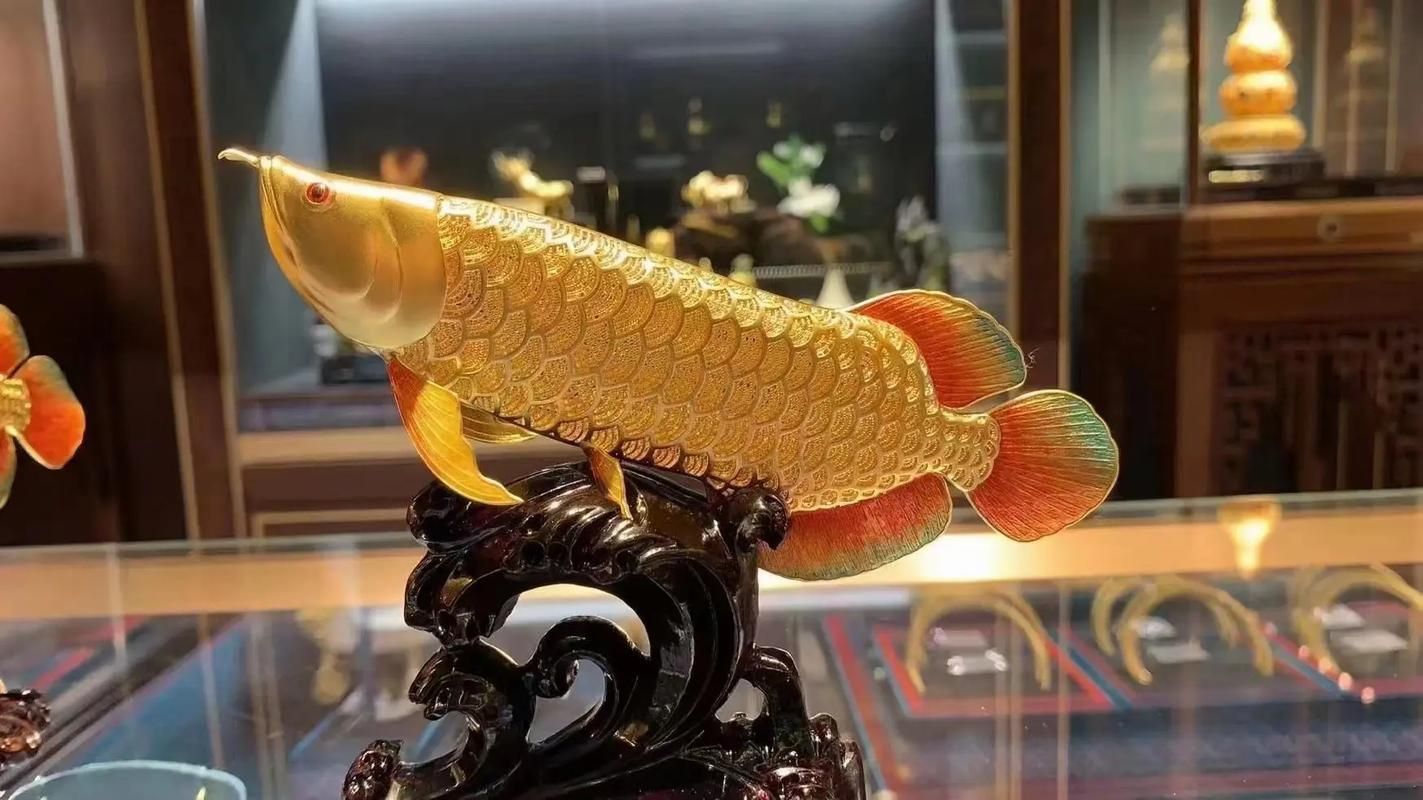 能提供幾張龍魚鎮宅的圖片嗎？