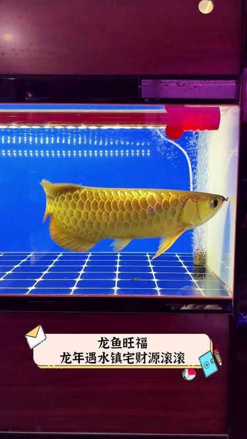 能提供幾張龍魚鎮宅的圖片嗎？
