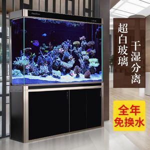 辦公室養金龍魚的風水講究