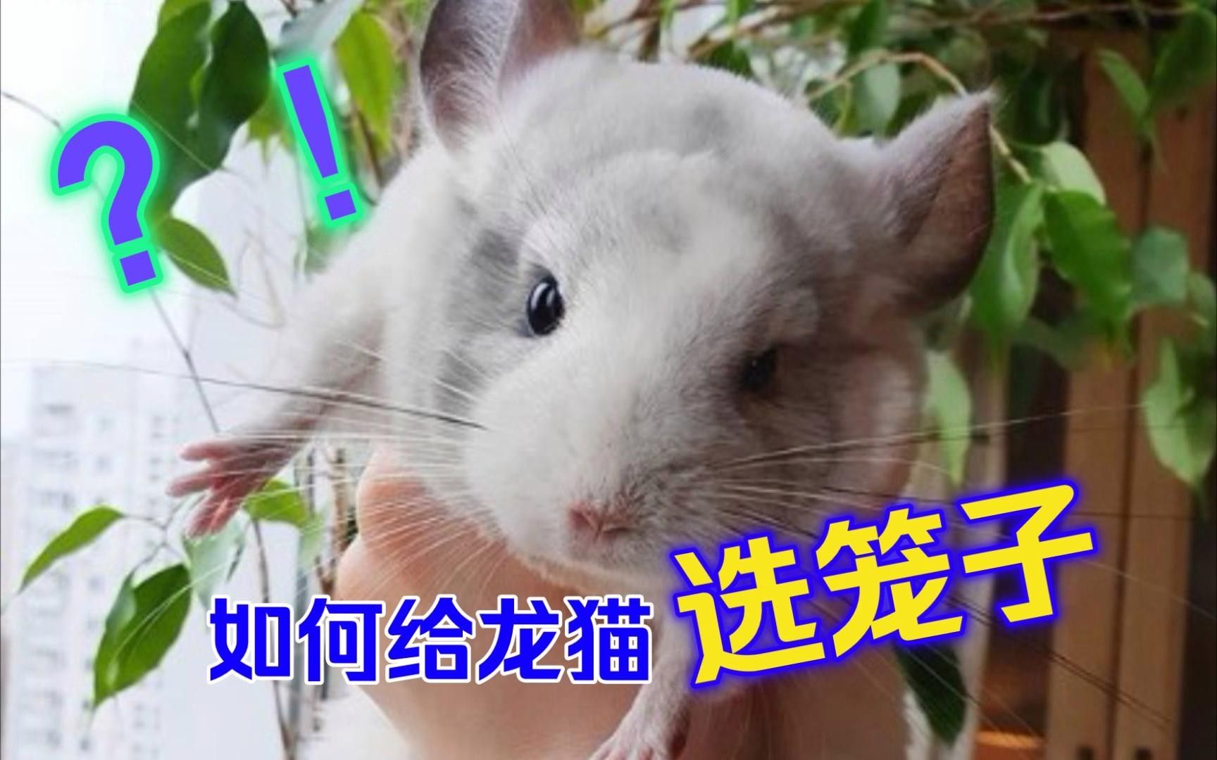 龍貓籠子的價(jià)格范圍是多少？