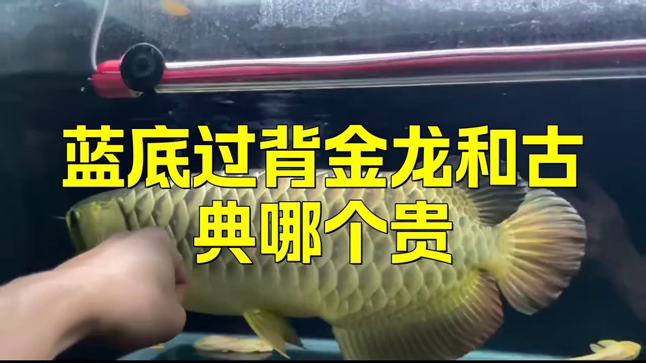 古典金龍與過背金龍的市場價值