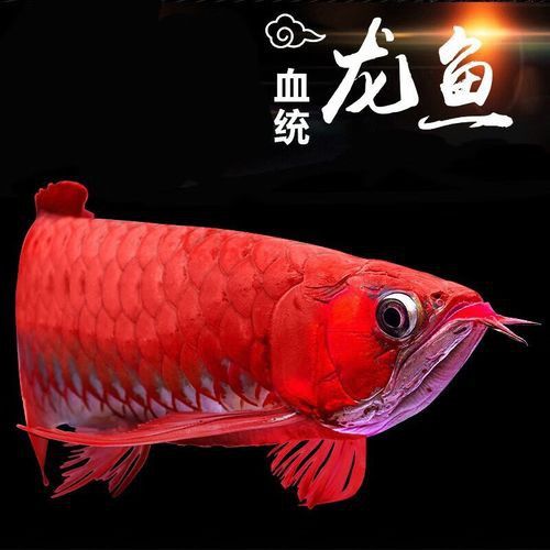 金頭過背金龍魚20公分應該如何挑選？