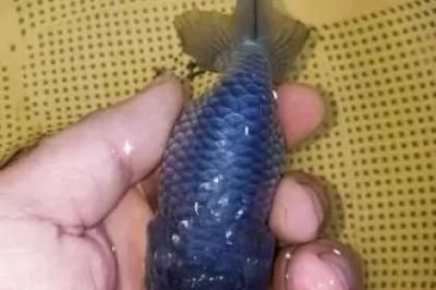 白子銀版魚苗最佳養(yǎng)殖溫度，白子銀版魚苗最佳養(yǎng)殖溫度應(yīng)控制在25-28攝氏度之間