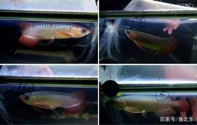 紅龍魚的挑選技巧和方法（紅龍魚繁殖技術介紹紅龍魚飼料選擇指南）