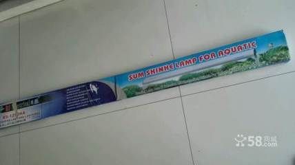 紅龍魚要用什么燈管好（養紅龍魚用什么燈好）