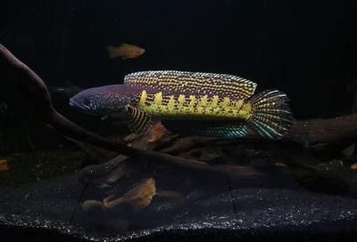 雷龍魚跟黑魚的區別：雷龍魚和黑魚在外觀特征、生活環境、生活環境、飼養條件和用途等