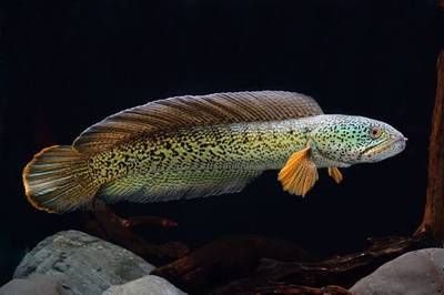 雷龍魚跟黑魚的區別：雷龍魚和黑魚在外觀特征、生活環境、生活環境、飼養條件和用途等