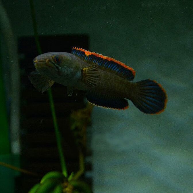 雷龍魚跟黑魚的區別：雷龍魚和黑魚在外觀特征、生活環境、生活環境、飼養條件和用途等