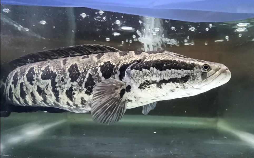 雷龍魚跟黑魚的區別：雷龍魚和黑魚在外觀特征、生活環境、生活環境、飼養條件和用途等