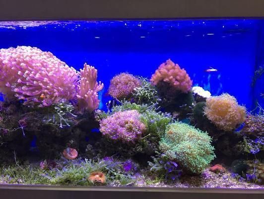 龍魚ph值太低怎么辦：龍魚ph值偏低怎么辦