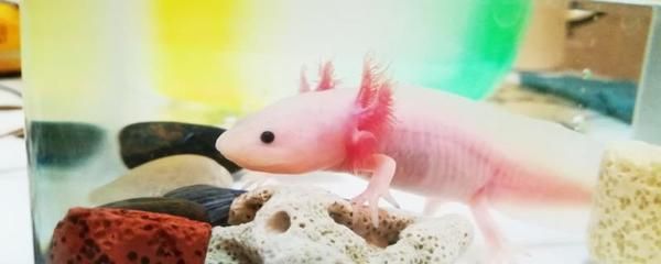 龍魚兩個月不吃食正常嗎為什么：龍魚不吃食在某些情況下可能是正常的
