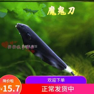 黑羽毛魚和龍魚混養好嗎：黑羽毛魚可以和什么魚混養