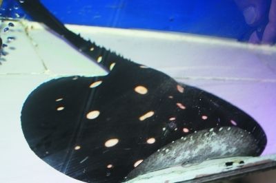 黑羽毛魚和龍魚混養好嗎：黑羽毛魚可以和什么魚混養