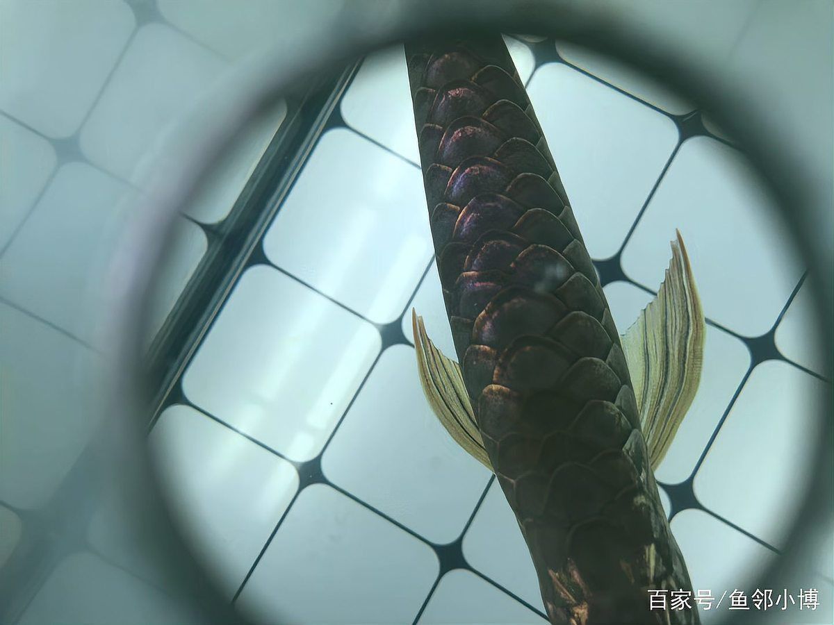 過背金龍魚燈光最簡單三個步驟