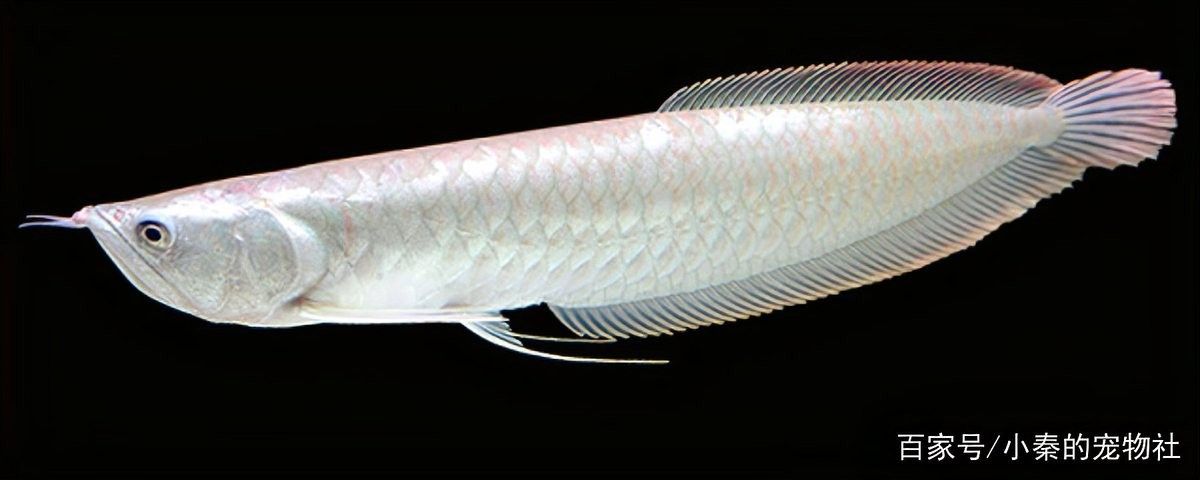 銀龍魚和什么魚混養(yǎng)好一點(diǎn)兒呢