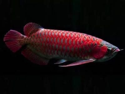 龍魚賣多少錢一條合適（龍魚市場價格波動趨勢）