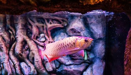 龍魚有病身體會出現什么情況，龍魚感染了寄生蟲、鰓絲蟲病，龍魚可能會出現這些癥狀