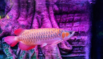 龍魚有病身體會出現什么情況，龍魚感染了寄生蟲、鰓絲蟲病，龍魚可能會出現這些癥狀