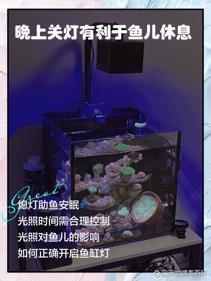 金龍魚晚上需要關燈嗎 龍魚百科 第2張 金龍魚晚上需要關燈嗎 金龍魚晚上需要關燈嗎 龍魚百科 第2張