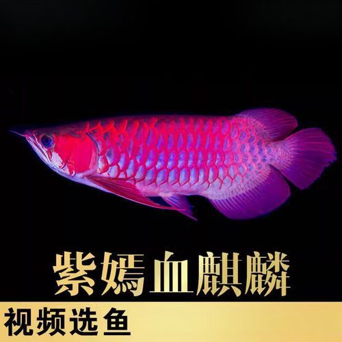紫艷紅龍和血紅龍的價格差異大嗎？