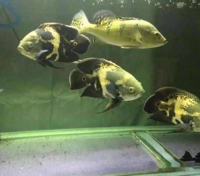 龍魚(yú)喂小魚(yú)好還是飼料好養(yǎng)些：在探討龍魚(yú)喂食小魚(yú)與飼料哪個(gè)更好養(yǎng)