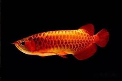 龍魚是哪里的魚類：亞洲龍魚的原產地和分布情況，紅龍魚與金龍魚的區別