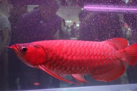 紅龍魚尾巴紅鱗片不紅怎么辦：紅龍魚尾巴紅鱗片不紅怎么辦紅龍魚尾巴紅鱗片不紅怎么辦