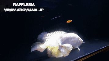 龍魚卵孵化：關于龍魚卵孵化的詳細介紹
