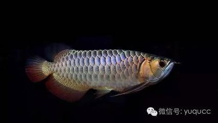 龍魚怎樣喂食河蝦好：喂養龍魚河蝦的注意事項