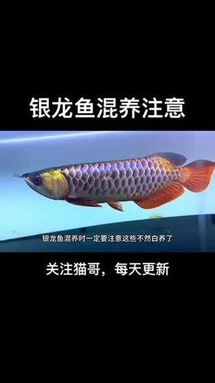 適合和銀龍魚混養的魚類圖片