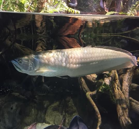 適合和銀龍魚混養的魚類圖片
