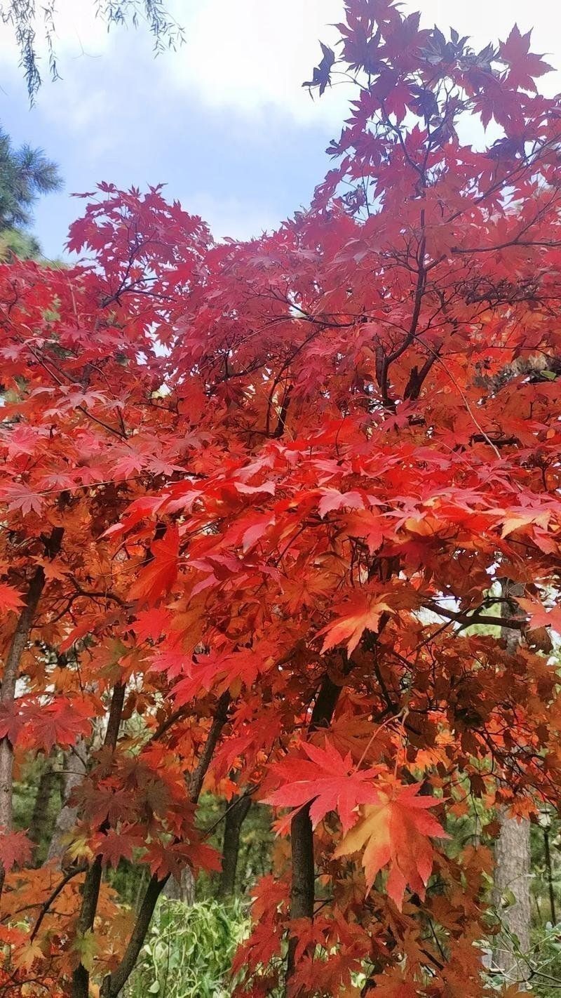 金紅色發(fā)色