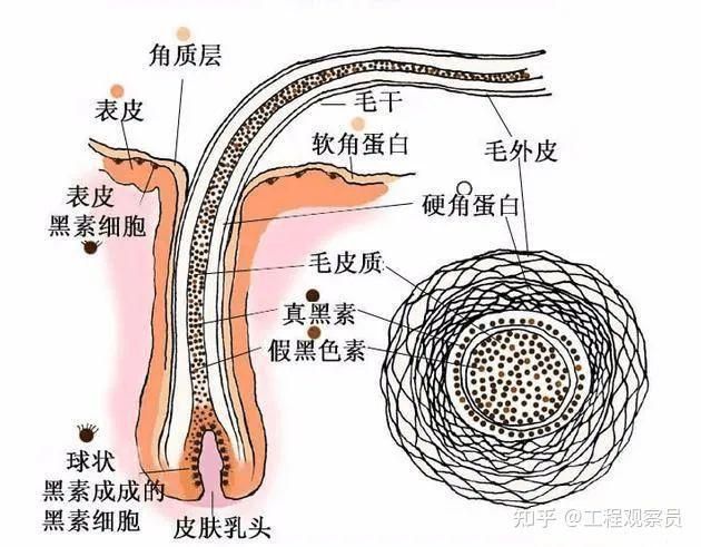 金紅色發(fā)色
