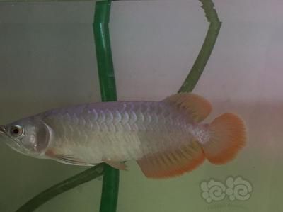 龍魚(yú)不開(kāi)燈會(huì)發(fā)色嗎怎么辦：龍魚(yú)不開(kāi)燈可以發(fā)色嗎