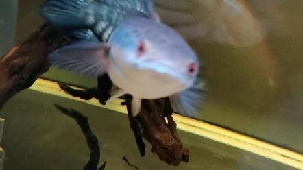 龍魚(yú)不開(kāi)燈會(huì)發(fā)色嗎怎么辦：龍魚(yú)不開(kāi)燈可以發(fā)色嗎