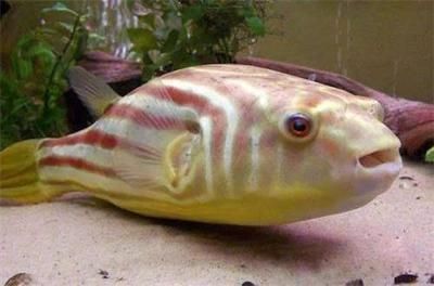 什么叫戰(zhàn)車龍魚：戰(zhàn)車、體型與龍魚，揭秘三者間的形態(tài)差異與演化奧秘
