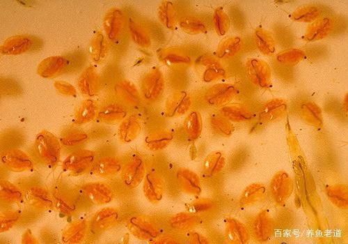 什么叫戰(zhàn)車龍魚：戰(zhàn)車、體型與龍魚，揭秘三者間的形態(tài)差異與演化奧秘