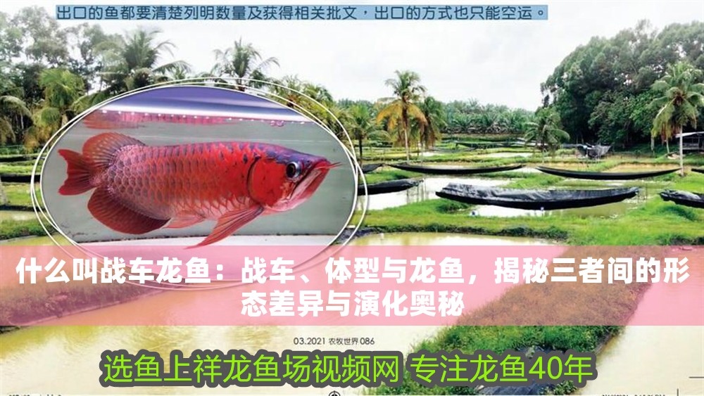 什么叫戰(zhàn)車龍魚：戰(zhàn)車、體型與龍魚，揭秘三者間的形態(tài)差異與演化奧秘